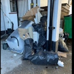bath, carpet, timber, tiles for removal and disposal