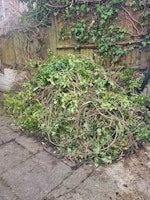 Garden waste (ivy & compost) collected by TDHRubbishSolutions