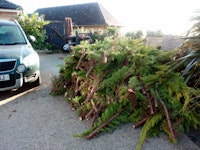 Conifer branches collected by N J Recycling Services