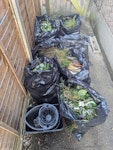 light garden waste & bucket 7 small bin bags of lightweight garden waste (branches and grass) & one mop bucket SE25 - removed for £50