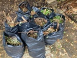 Garden waste and wood fence 12 bags of 50L garden waste (branches, leaves)

Some old wood (broken garden fence panels (used to be 3 ft by 12 ft) (see picture 2)
one wood pallet from delivery (see pic 3)
two very small wood deck tiles (see pic 4)

There are also a few small paving slabs (see picture 2) 

I can carry them to the front garden for easy pickup SW15 - removed for £90