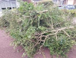 Garden waste from hedges Garden waste from holly bush and hawthorn hedge to collect please ideally tomorrow afternoon. DE7 - removed for £250