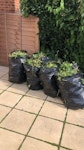 Garden Waste 5x light bin bags of garden waste to be collected outside of property. SW16 - removed for £50