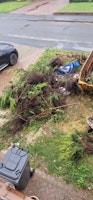 Conifers / tree removal collected by N.M Removal Services