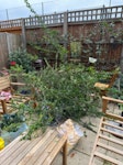 Garden waste Garden waste cuttings bushes EN3 - removed for £100