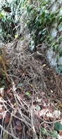 wisteria and ivy cuttings collected by Gingers Junk