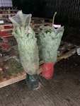 2 x 4ft potted Christmas trees 2 x potted Christmas tree 4ft FY7 - removed for £80