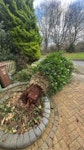 tree trunk covered with bush tree trunk AL3 - removed for £180