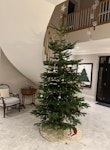 8ft Christmas tree disposal 8ft Christmas tree CB1 - removed for £50