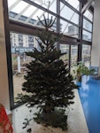 7ft Christmas tree 7ft Christmas tree SW19 - removed for £35