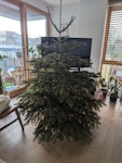 Christmas tree (real tree) Regular size real christmas tree. E2 - removed for £40