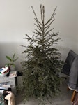 Real Christmas tree, 6ft Real Christmas tree, just over 6ft tall. BR3 - removed for £25