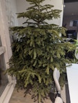 Live Christmas Tree A large live Christmas tree E8 - removed for £35