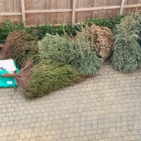 8 Christmas trees collected by UKWASTESERVICES LIMITED