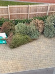 8 Christmas trees 8 Christmas trees for collection EX3 - removed for £100