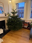 Christmas tree Christmas tree NW3 - removed for £40