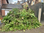 remove all branches and leaves branches and leaves from a tree that was cut NW3 - removed for £350