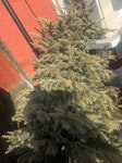 Large 7ft christmas tree 7ft real christmas tree E7 - removed for £60