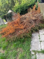 tree branches collected by Waste Machine