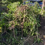Small tree It’s a small tree GU15 - removed for £125