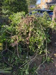 Small tree It’s a small tree GU15 - removed for £125