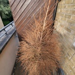 2x (two) 6 foot dried trees Two, circa 6 foot christmas trees in small pots. Completely dry at this point. Collection point from house door, directly on street, i.e. no distance to carry. E14 - removed for £40