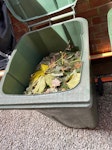 Garden waste : fallen tree Fallen tree, trunk, branches and foliage chopped up, filling three 240L council wheelie bins. NW2 - removed for £95
