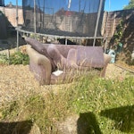 household waste sofa gym bench sofa gym bench single mattress flooring single desk woods cardboards metal bin and other household items see picture SE6 - removed for £250