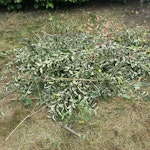 Green waste & rubbish removal Cutting from a tree and bed frame and headboard and other items of rubbish W7 - removed for £150