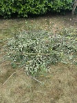 Green waste & rubbish removal Cutting from a tree and bed frame and headboard and other items of rubbish W7 - removed for £150