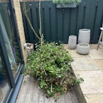 Garden waste (tree, chopped up Garden waste from tree chopped up into 1m sizes - we are aiming to find a plastic bag to put it all in SW9 - removed for £45