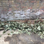 Some branches and leaves Branches and leaves and one bagas per picture NW3 - removed for £50