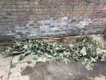 Some branches and leaves Branches and leaves and one bagas per picture NW3 - removed for £50