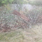 Garden Waste Garden waste, leaves and small branches CM15 - removed for £400
