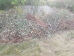 Garden Waste Garden waste, leaves and small branches CM15 - removed for £400
