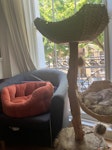 Arm chair, cat tree cat bed Arm chair, cat tree and a cat bed. On first floor with parking outside. All in good condition except arm chair would need reupholstering N1 - removed for £65