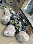 13 half bin bags garden waste 13 half full very light bags of tree branches and grass cuttings N6 - removed for £75