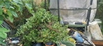 soil, rubble, fencing and ivy 10 soil sacks 15 rubble sacks some wooden fence and ivy, small bits of wood/ply off cuts N6 - removed for £360