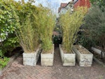 5 planter boxes & old ikea 5 identical bamboo planter boxes (four shown, one extra out of shot but identical), each 1.5m x 0.5m x 0.5m. Will cut all bamboo down to the level of the soil like the one on the right. plus one disassembled Ikea wardrobe unit. TW2 - removed for £165