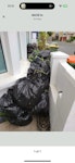 Bags of garden branches etc Bags of garden branches etc To be picked up from outside of house E15 - removed for £150