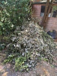 Garden tree branches waste Branches of a Holy Tree NW11 - removed for £90