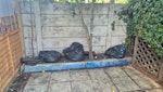 Garden waste 3 black bags of garden waste and one extra large one (see pic) SW19 - removed for £75