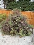 A large amount of pyracantha. Garden waste CB4 - removed for £120