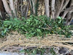 Garden and building waste Garden and building waste ME15 - removed for £250