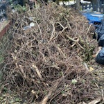 Green waste Bags of soil and pile of branches N17 - removed for £250