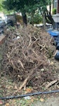 Green waste Bags of soil and pile of branches N17 - removed for £250