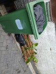 mixed and green waste contents of wheelie bin (black bags of mixed waste), plus all rubbish to the right (black bag and moss poles) BN10 - removed for £100