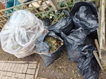 Garden waste 4 M and 1 L bags Garden waste 4 medium size and 1 large bags SM3 - removed for £40
