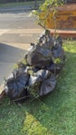 bags of cut up hedge garden waste.. filled up bin bags with cut up hedge. Not heavy. N12 - removed for £50