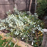 branches, some rubbish, ecycle small tree cutoffs, mixed rubbish, electric cycle (not sure where the charger is but it was functional) GU24 - removed for £150